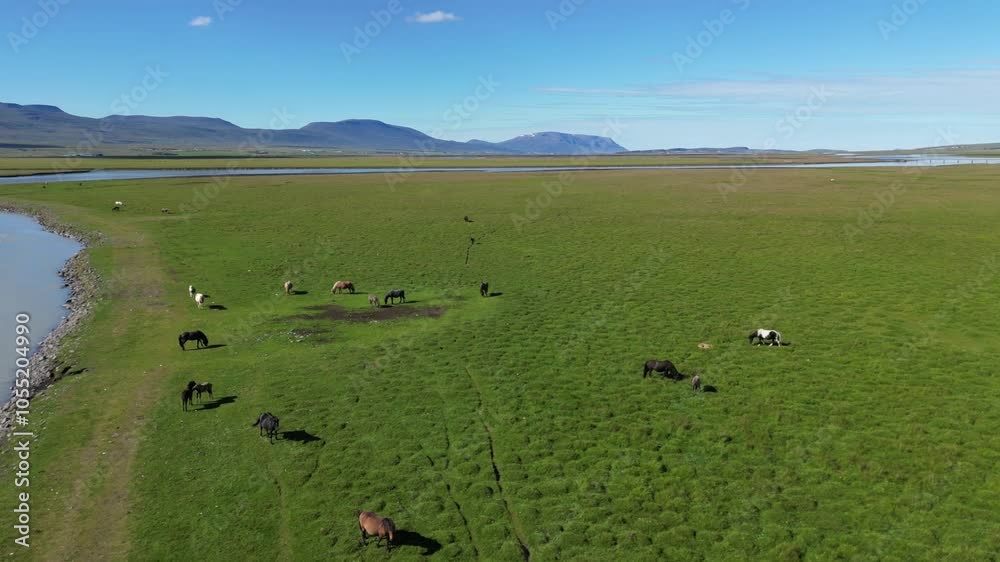 Green meadow lagoon with horses near water aerial Green meadow lagoon with horses near water aerial
