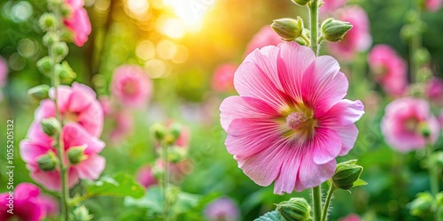 Beautiful pink alcea rosea in a lush garden , pink, alcea rosea, hollyhock, garden, blooming, flora, flower, petals, vibrant photo