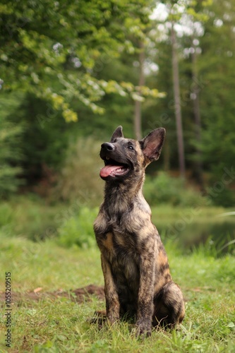 A puppy of Dutch shepherd sitting in the forest with lake in background.