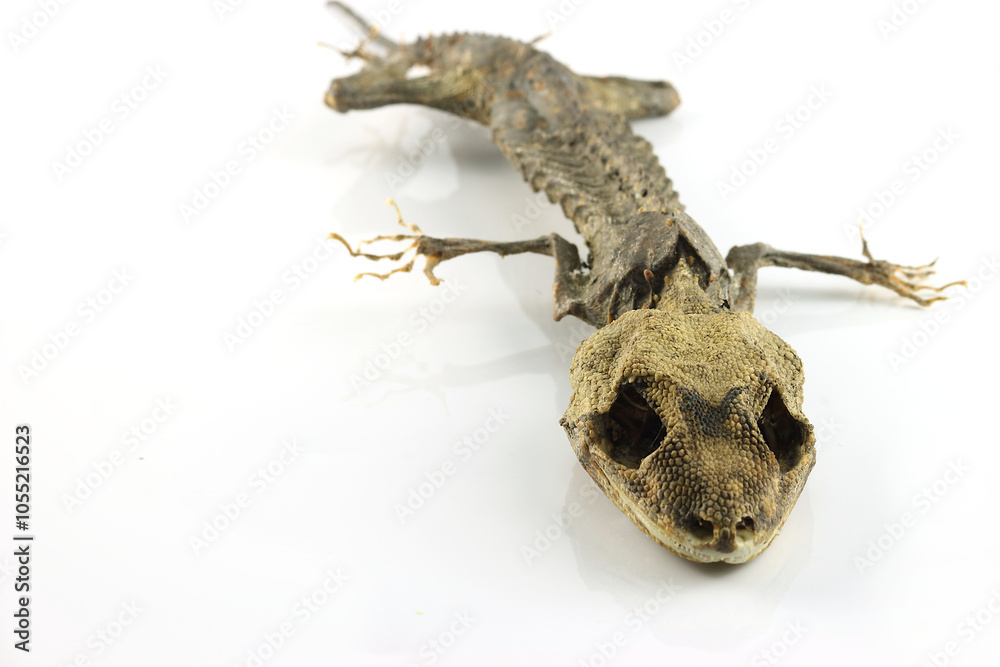 Check out this cool cutout of a mummified gecko I found Check out this cool cutout of a mummified gecko I found