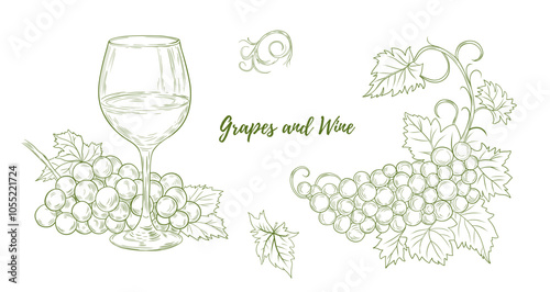 Set of vector grape branches with grapes and leaves and glass of wine line art illustration, hand-drawn graphic line vine. Grapes hanging branch. Vine grapes. Great for any designs, textile, art, wall