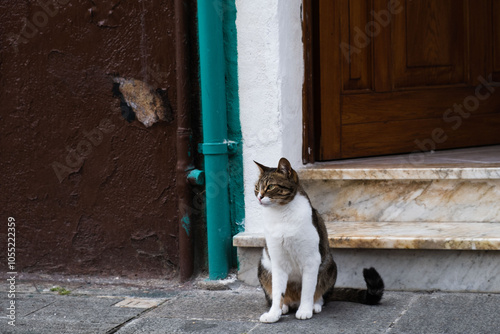 Chat à Burano