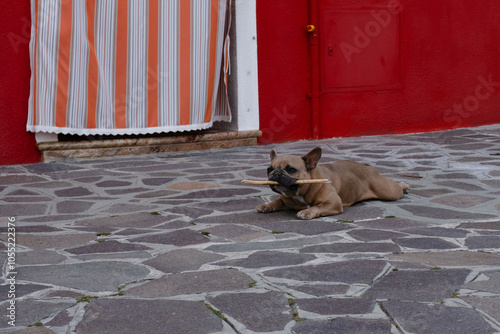 Chien à Burano