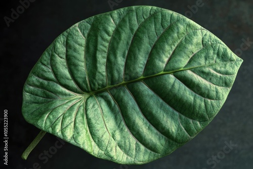 betel leaf  betel leaf photo