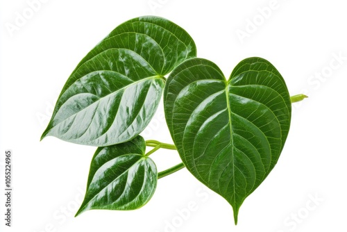Betel leaves  Greenery plants isolated on white background have clipping path