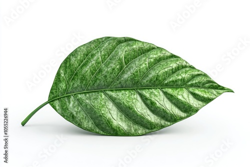 Fresh betel leaf isolate on white background betel leaf betel leaf