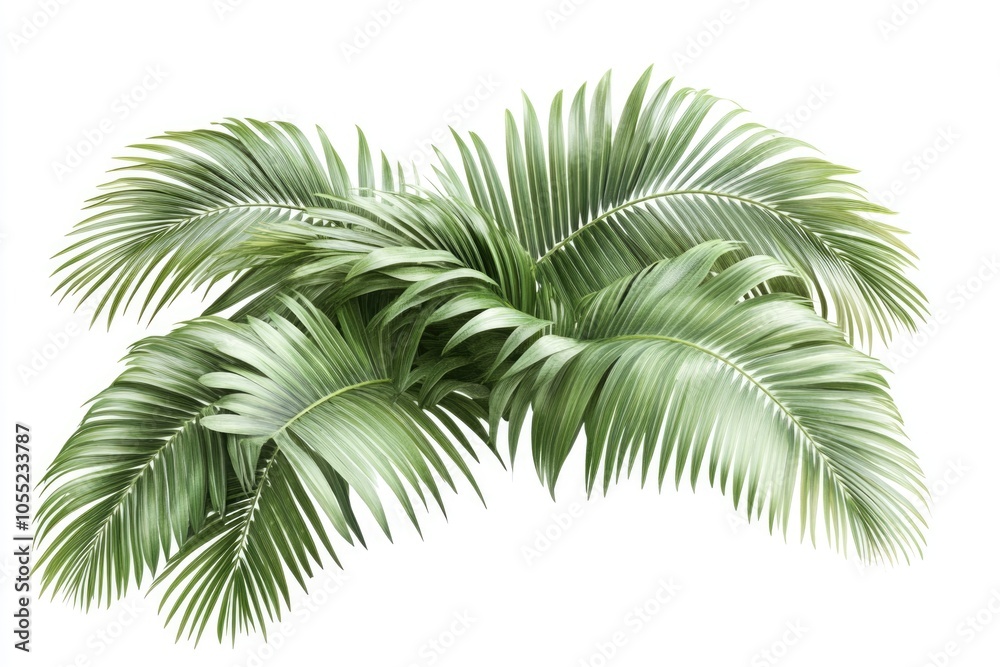 Isolated green palm tree leaves on white background.