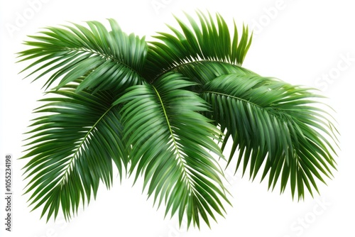 Palm tree leaves isolated on white background.