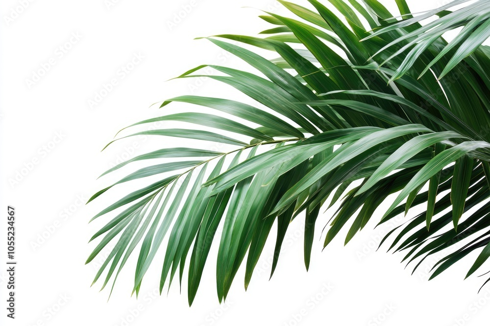 Palm tree leaves isolated on white background. Palm tree leaves isolated on white background.