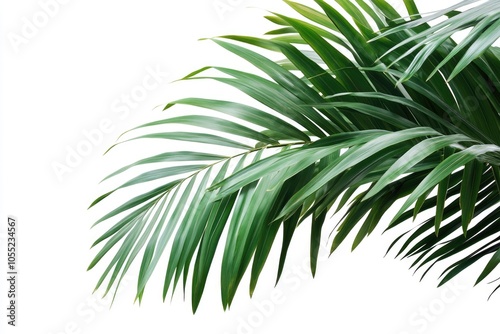 Palm tree leaves isolated on white background.