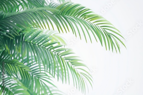 Palm tree leaves on white background.