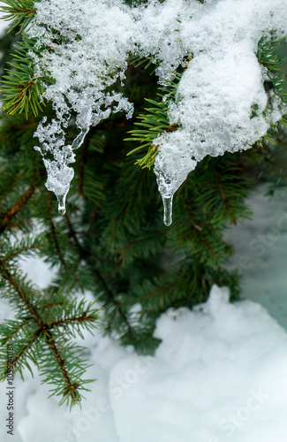 On a white background of snow. Green branches of the Christmas tree. frozen countryside scene in winter with snow. forest view, trees in ice