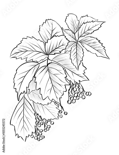 Hand-drawn branches with Virginia creeper berries vector