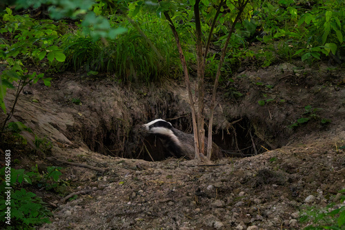 Eurasian Badger - Meles meles, popular beautiful carnivore from European and Asian forests, White Carpathians, Czech Republic.