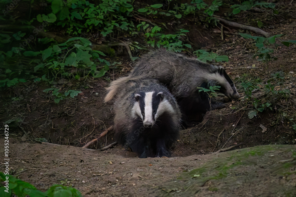 Eurasian Badger - Meles meles, popular beautiful carnivore from European and Asian forests, White Carpathians, Czech Republic. Eurasian Badger - Meles meles, popular beautiful carnivore from European and Asian forests, White Carpathians, Czech Republic.