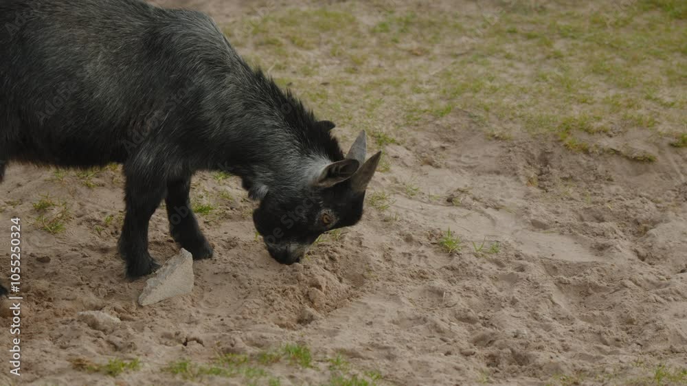 Curious goat grazes on a sandy patch. Perfect for educational wildlife documentaries. Curious goat grazes on a sandy patch. Perfect for educational wildlife documentaries.