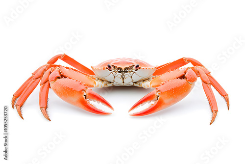 Cooked snow crab isolated on white background.