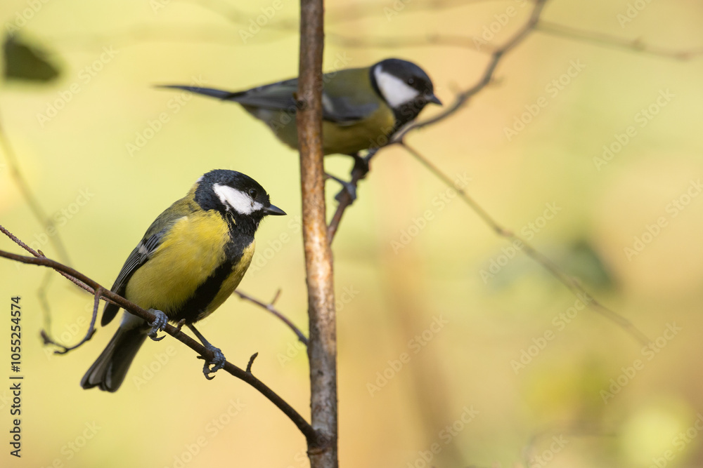 Obraz premium Bird - Colorful great tit Parus major drinking water and bathing in forest pond, photographed in horizontal, amazing background, summer time
