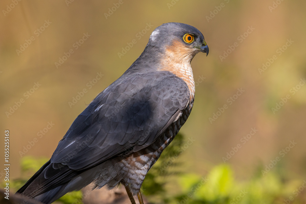 Fototapeta premium Birds of prey male Sparrowhawk Accipiter nisus, hunting time bird sitting on forrest pond and drinking water, Poland Europe 
