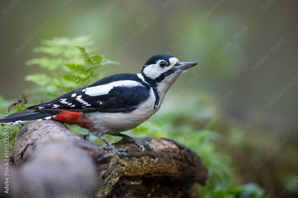 Birds - female Great spotted woodpecker - Dendrocopos major, woodpecker sitting on a tree trunk, autumn time in forest pond bird drinking water Birds - female Great spotted woodpecker - Dendrocopos major, woodpecker sitting on a tree trunk, autumn time in forest pond bird drinking water