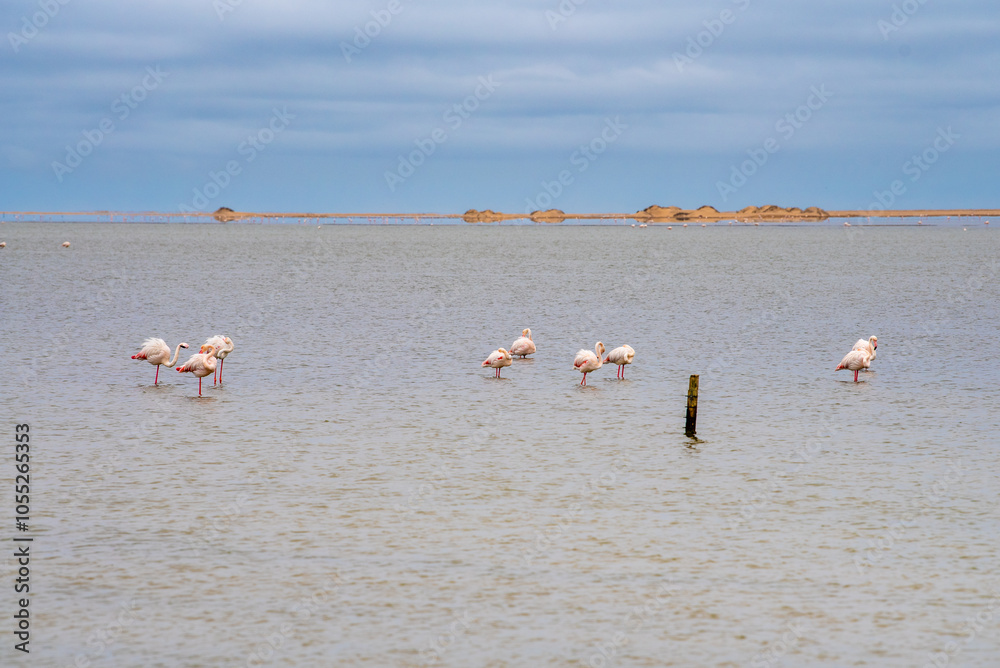 Fototapeta premium Flamingos in der Lagune von Walvis Bay, Namibia