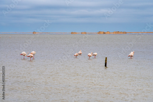 Flamingos in der Lagune von Walvis Bay, Namibia photo