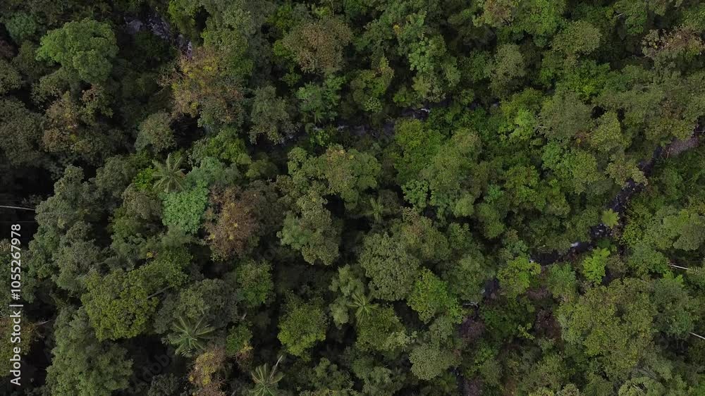 Aerial top down rainforest and rivers in Ecuador. Mindo ecuador Dense rainforest with river and streams. Aerial top down rainforest and rivers in Ecuador. Mindo ecuador Dense rainforest with river and streams.