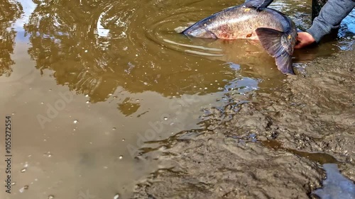 Man Releasing Bighead Carp On The Fish Pond With A Shallow And Muddy Water. - close up shot photo