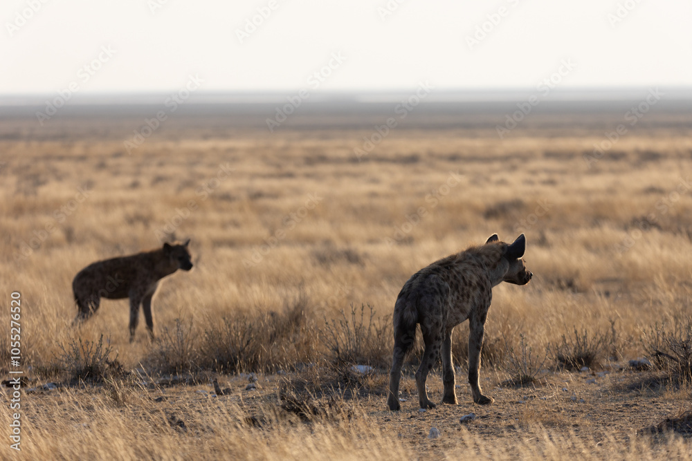 Fototapeta premium Hyènes en chasse dans le pars d'Etosha