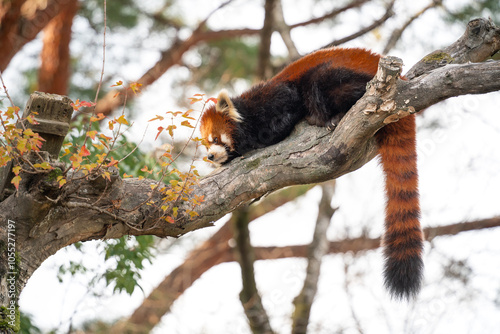 Cute red panda living in a zoo in Japan with tree branch and ground.