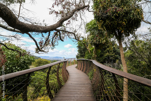 La passerelle canopy du jardin botanique national Kirstenbosch 