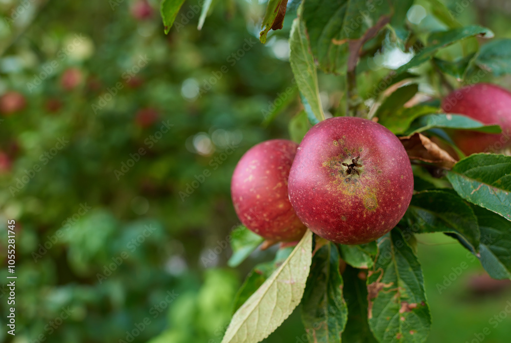 Red apples, tree and farming for healthy diet, wellness and food for snack or harvest as texture. Backgrounds, nutrition and wallpaper for fruits, vitamins and organic as fresh produce in agriculture Red apples, tree and farming for healthy diet, wellness and food for snack or harvest as texture. Backgrounds, nutrition and wallpaper for fruits, vitamins and organic as fresh produce in agriculture