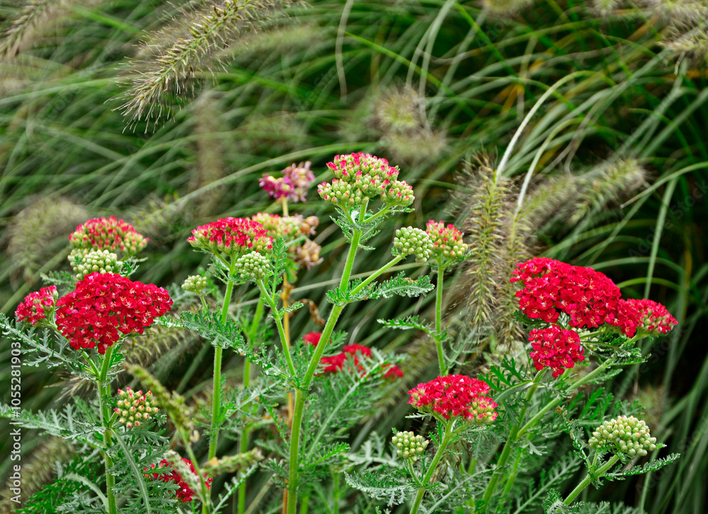 kwitnący na czerwono krwawnik pospolity z rozplenicami, czerwony krwawnik, czerwona odmiana krwawnika i rozplenica japońska, Achillea millefolium, Pennisetum alopecuroides