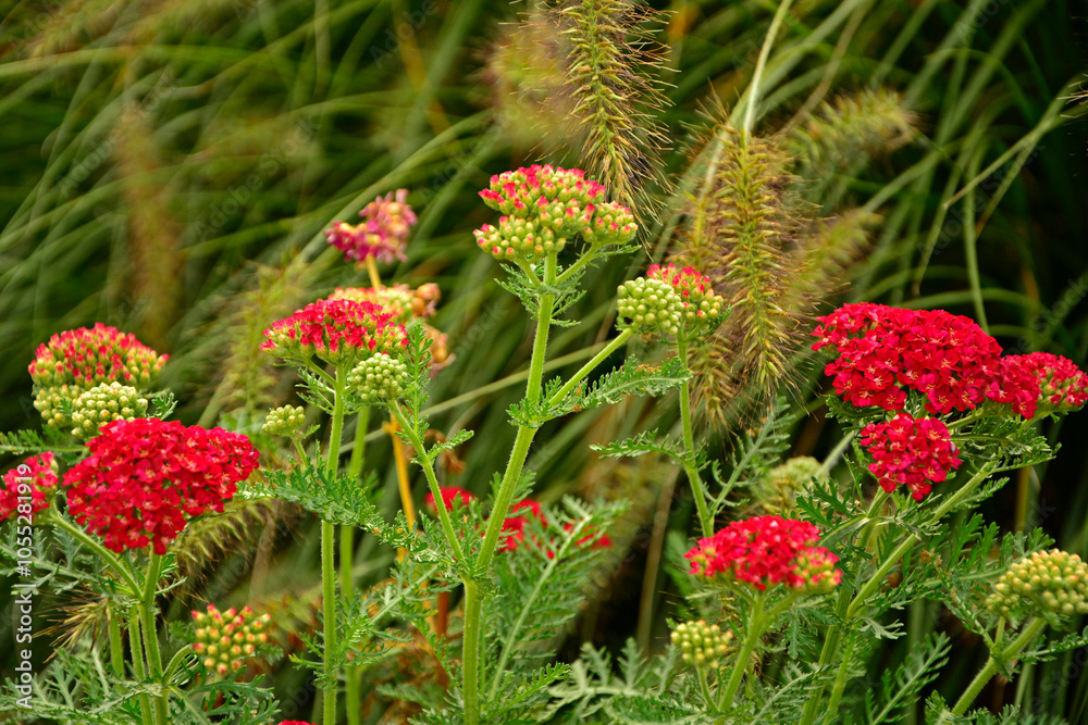 kwitnący na czerwono krwawnik pospolity z rozplenicami, czerwony krwawnik, czerwona odmiana krwawnika i rozplenica japońska, Achillea millefolium, Pennisetum alopecuroides