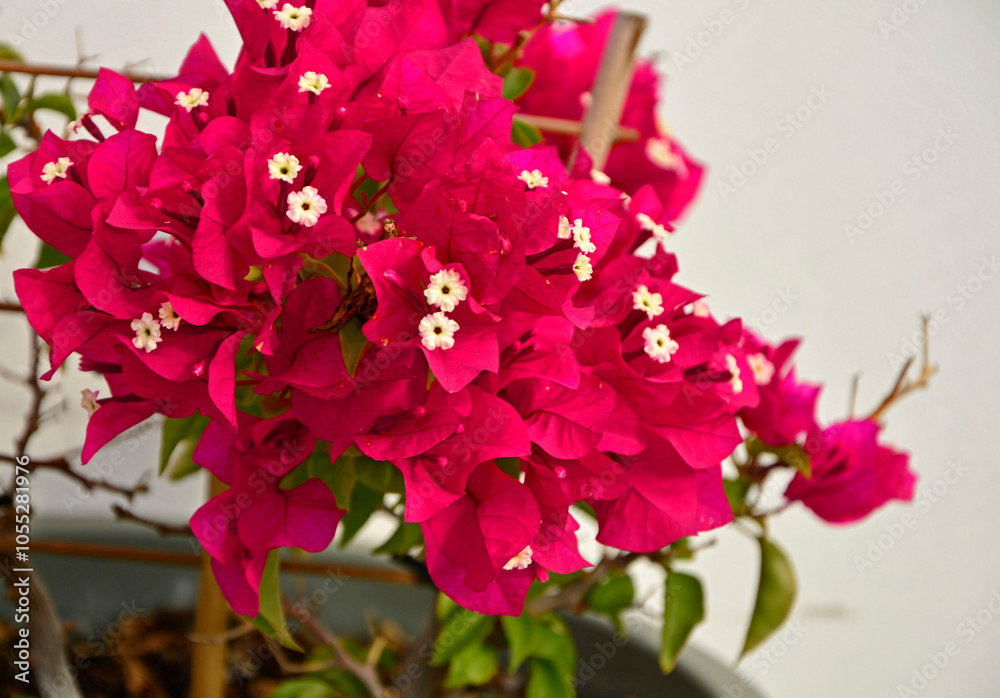 kwitnąca bugenwilla, kącicierń, bugenwilla w doniczce, Bougainvillea, kwitnace pnącze, ciernisty krzew,