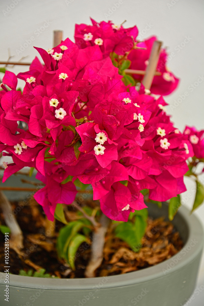 kwitnąca bugenwilla, kącicierń, bugenwilla w doniczce, Bougainvillea, kwitnace pnącze, ciernisty krzew,