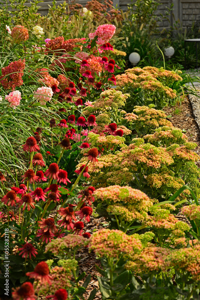 Jeżówka purpurowa, rozchodnik okazały, rozplenica japońska i hortensja bukietowa na rabacie, rozchodnikowiec, Echinacea purpurea, Hylotelephium spectabile or Sedum spectabile, Hydrangea paniculata,