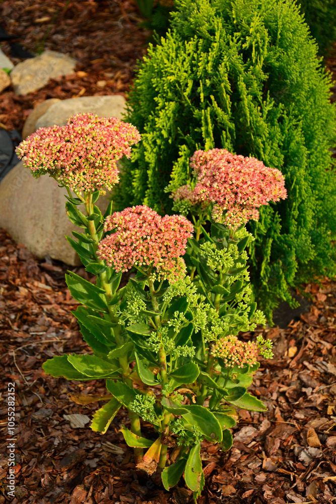 rozchodnik okazały na rabacie, Rozchodnikowiec okazały w ogrodzie, Hylotelephium spectabile, Sedum spectabile is in full bloom
