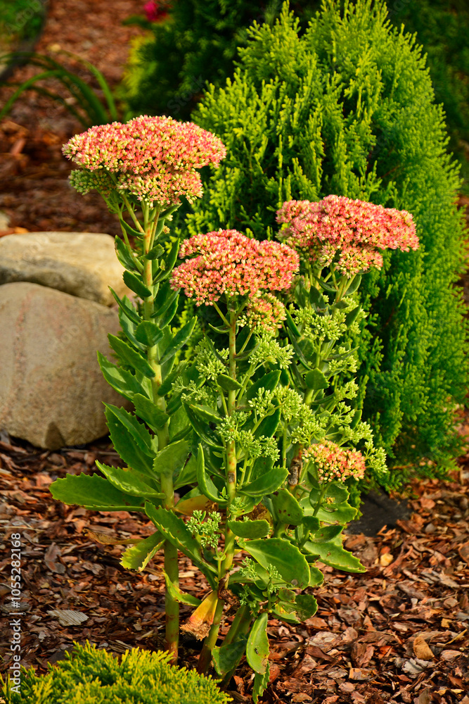 rozchodnik okazały na rabacie, Rozchodnikowiec okazały w ogrodzie, Hylotelephium spectabile, Sedum spectabile is in full bloom