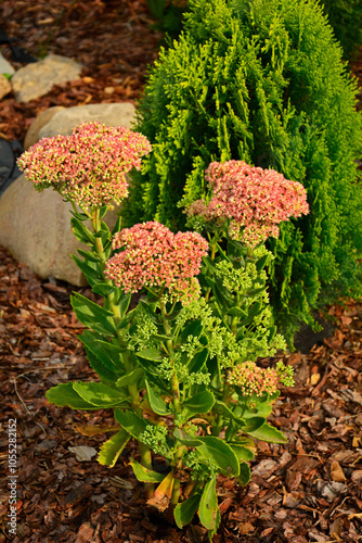 Obraz na płótnie rozchodnik okazały na rabacie, Rozchodnikowiec okazały w ogrodzie, Hylotelephium spectabile, Sedum spectabile is in full bloom
w salonie