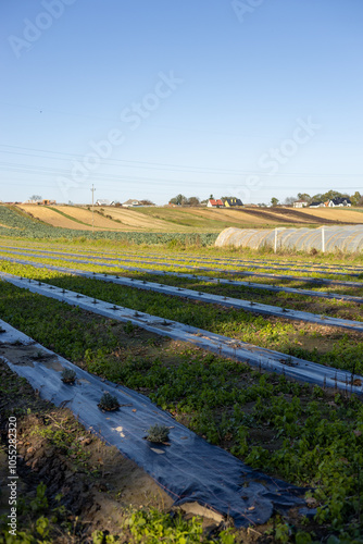 A scenic view of agricultural fields with rows of crops covered by protective plastic tunnels, surrounded by trees in autumn colors. Pampas grass in the foreground adds texture to the peaceful rural l