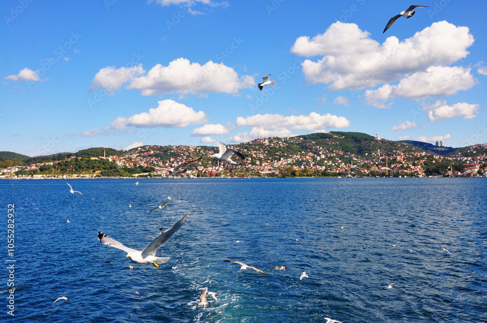 Sea gulls are flying at the Istanbul Bosporus Sea gulls are flying at the Istanbul Bosporus