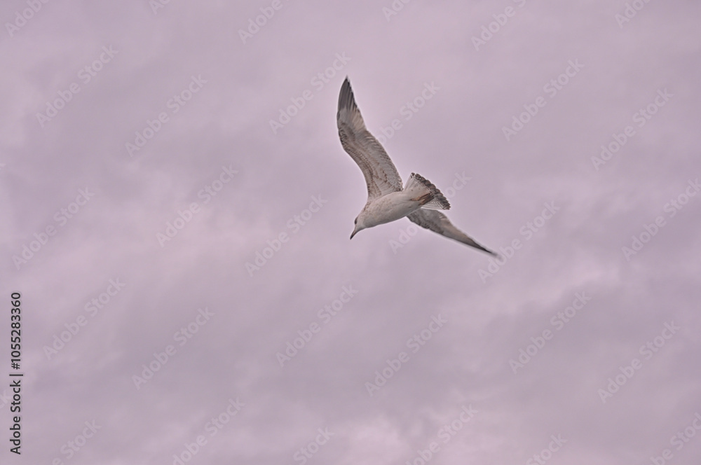 Sea gulls are flying at the Istanbul Bosporus Sea gulls are flying at the Istanbul Bosporus
