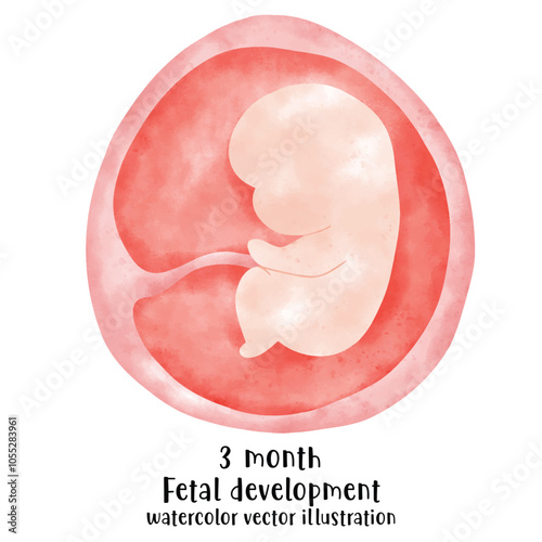 Fetal development process, Stages of pregnancy. human embryo growth cycle, nine months stages, fetus in womb, gynecology, human reproduction