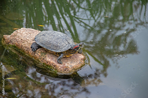 Tortue de Floride -Trachemys scripta elegans- sur un rocher au bord de l'étang photo