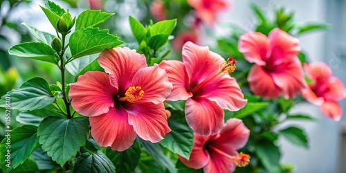Hibiscus flowers in a cluster growing on a tall plant with green leaves and stems, plant, garden
