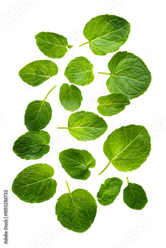 Floating green mint leaves isolated on white background