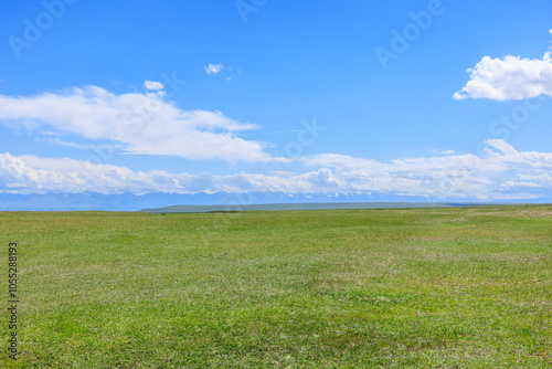 Green grassland pasture nature landscape in summer