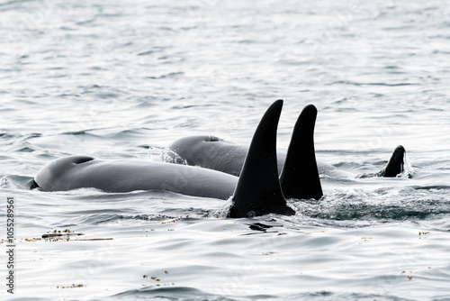 View from behind of three orcas swimming side by side photo