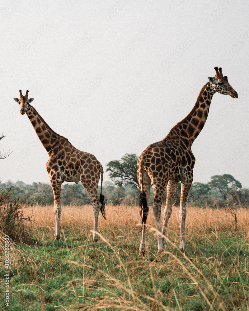 Majestic Giraffes in African Savanna Majestic Giraffes in African Savanna